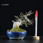 Acer Buergerianum - Kaede