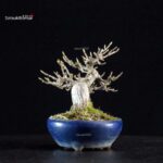 Acer Buergerianum - Kaede - immagine 2