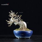 Acer Buergerianum - Kaede - immagine 3