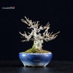 Acer Buergerianum - Kaede - immagine 4