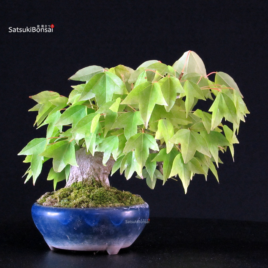 5824_6-Acer-buergerianum-kaede Acer Buergerianum - Kaede - immagine 1