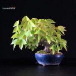 Acer Buergerianum - Kaede - immagine 3