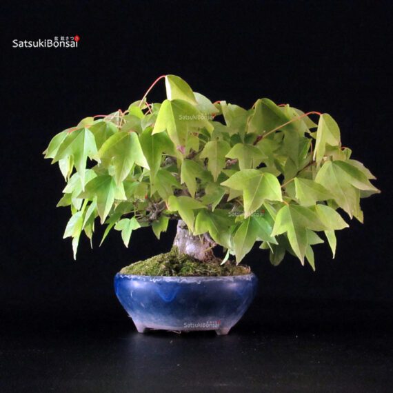 Acer Buergerianum - Kaede - immagine 4
