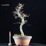 Acero palmato Shishigashira