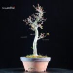 Acero palmato Shishigashira - immagine 4