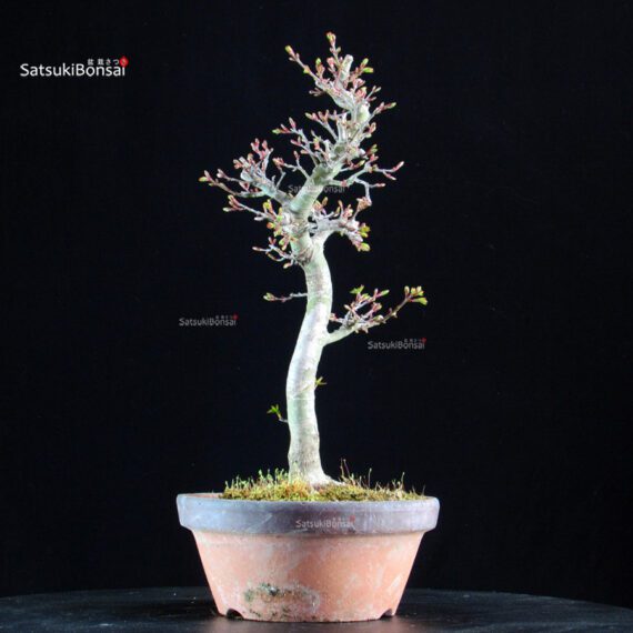 Acero palmato Shishigashira - immagine 4