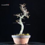 Acero palmato Shishigashira - immagine 3