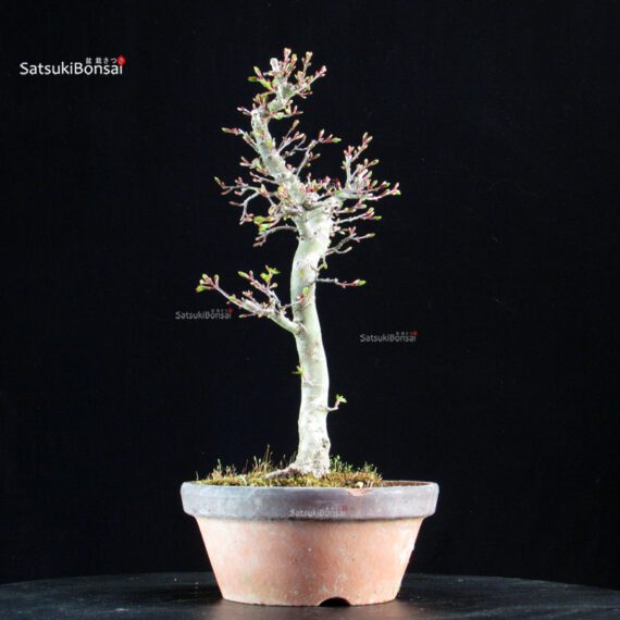 Acero palmato Shishigashira - immagine 2