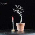 Ilex serrata Koshobai