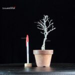 Ilex serrata Koshobai