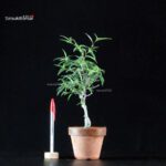Ilex serrata Koshobai
