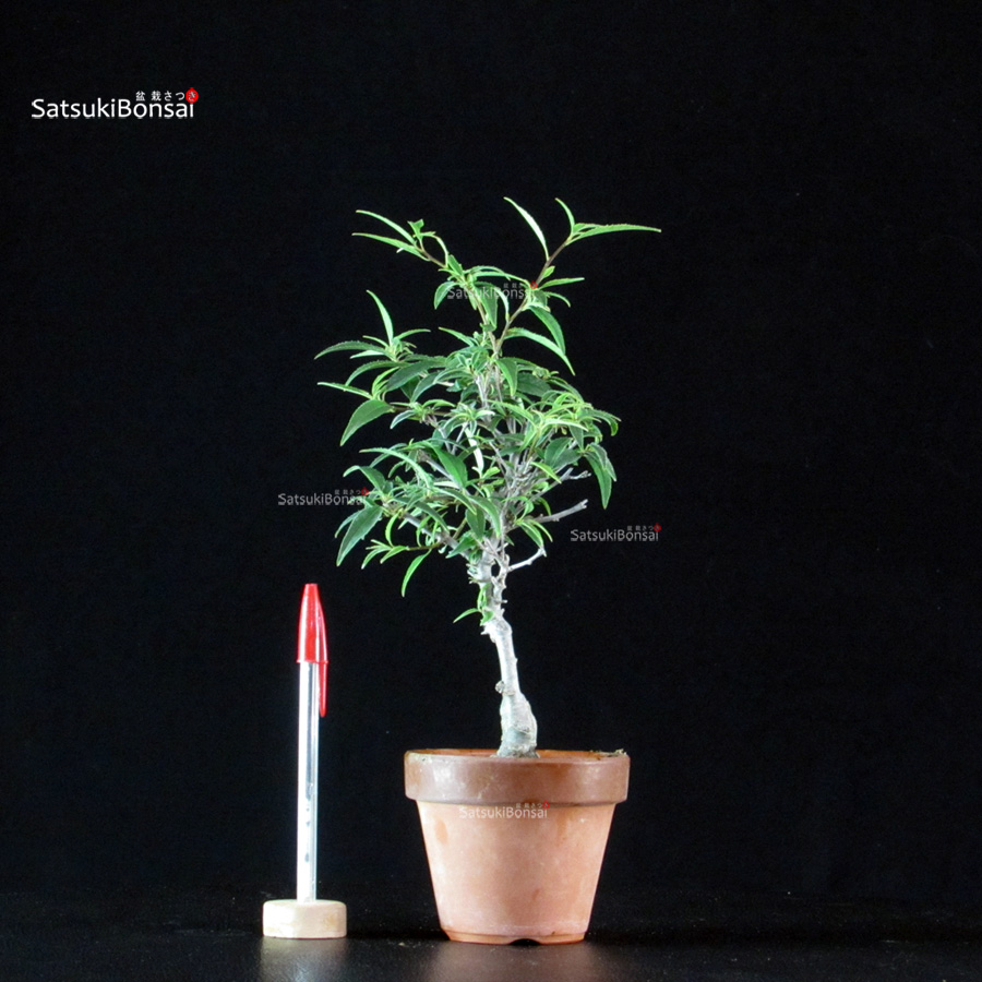 5862_2-Ilex-serrata-koshobai Ilex serrata Koshobai - immagine 1