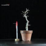 Ilex serrata Koshobai