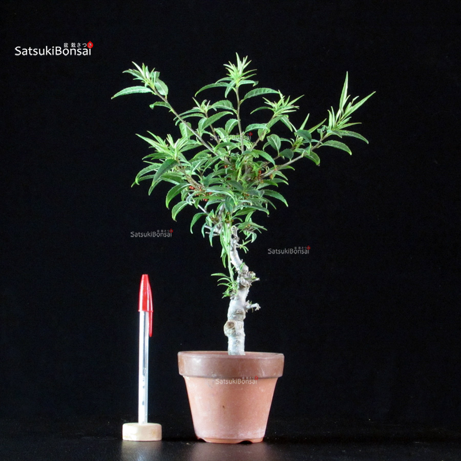 5863_2-Ilex-serrata-koshobai Ilex serrata Koshobai - immagine 1