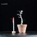 Ilex serrata Koshobai