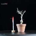 Ilex serrata Koshobai