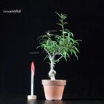 Ilex serrata Koshobai