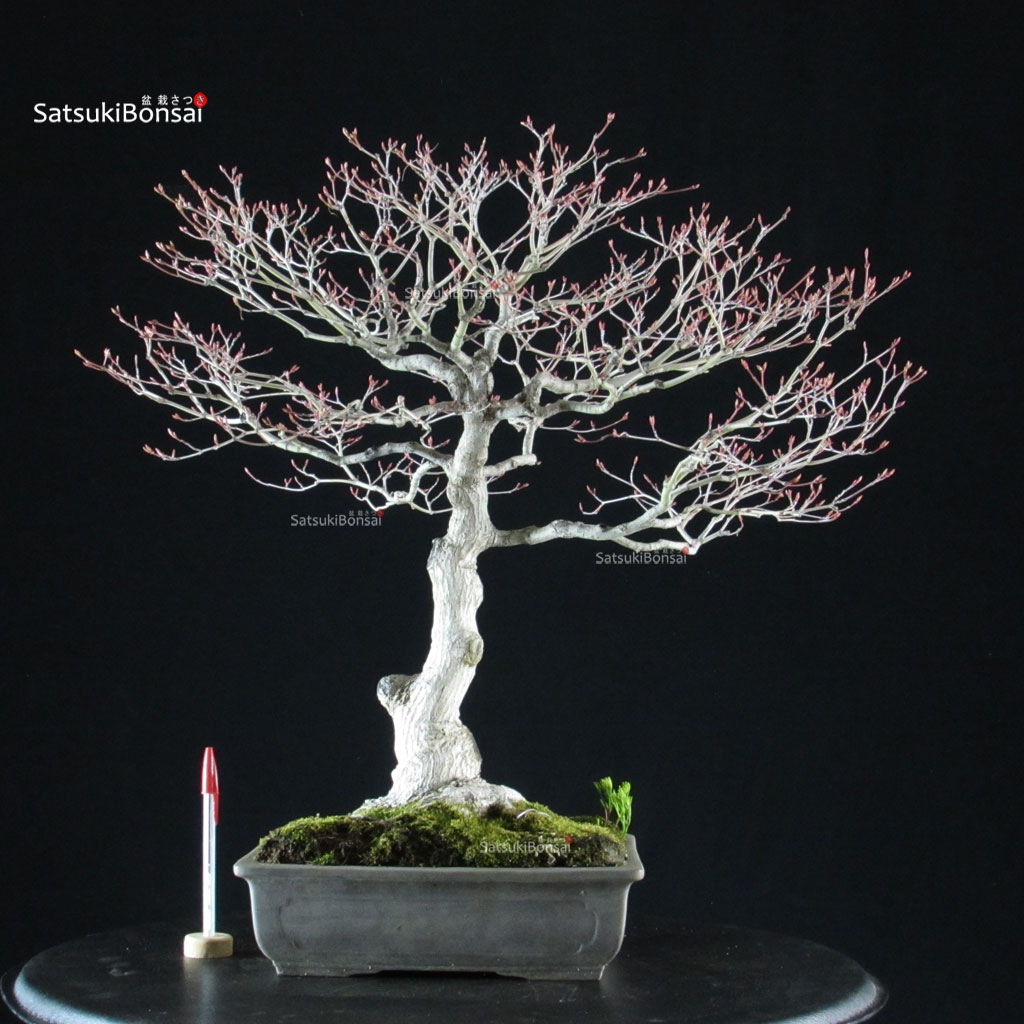 5866_1-Acer-palmatum-kiyohime Acero palmato Kiyohime - immagine 1