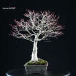 Acero palmato Kiyohime - immagine 2