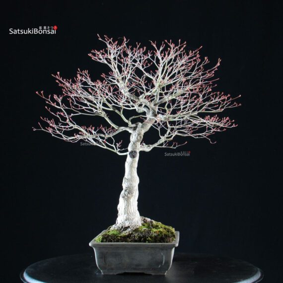 Acero palmato Kiyohime - immagine 2