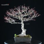 Acero palmato Kiyohime - immagine 3