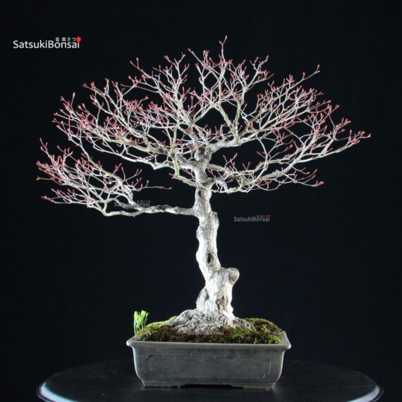 Acero palmato Kiyohime - immagine 3