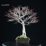 Acero palmato Kiyohime - immagine 4