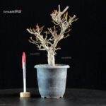 Acer Buergerianum Naruto - Tancho Kaede