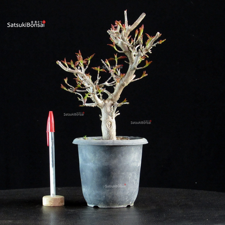 5867_1-Acer-buergerianum-naruto Acer Buergerianum Naruto - Tancho Kaede - immagine 1