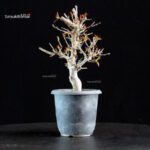 Acer Buergerianum Naruto - Tancho Kaede - immagine 2