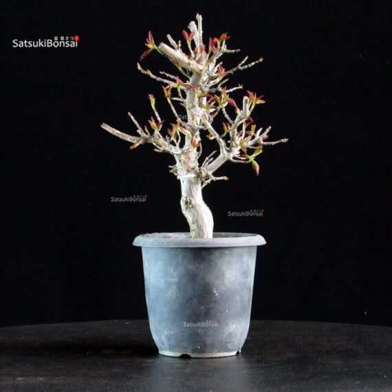 Acer Buergerianum Naruto - Tancho Kaede - immagine 2