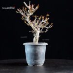 Acer Buergerianum Naruto - Tancho Kaede - immagine 3