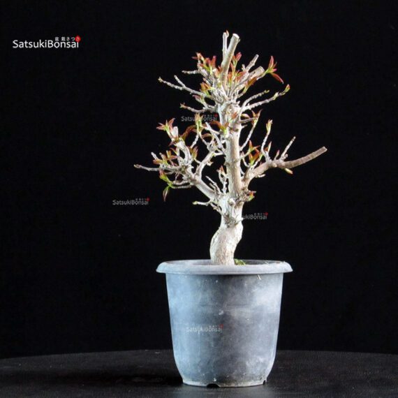 Acer Buergerianum Naruto - Tancho Kaede - immagine 4