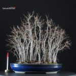 Zelkova Serrata bosco