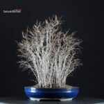 Zelkova Serrata bosco - immagine 2