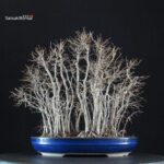 Zelkova Serrata bosco - immagine 3