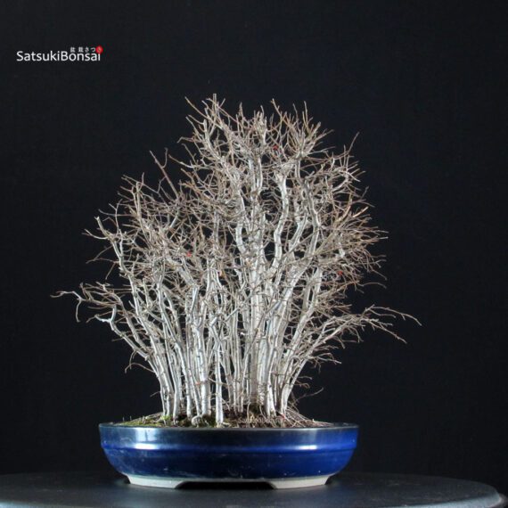 Zelkova Serrata bosco - immagine 4