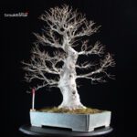 Fagus Crenata - Faggio - Buna