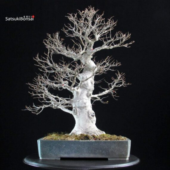 Fagus Crenata - Faggio - Buna - immagine 2