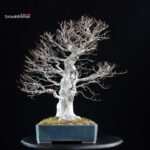 Fagus Crenata - Faggio - Buna - immagine 5