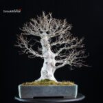 Fagus Crenata - Faggio - Buna - immagine 4