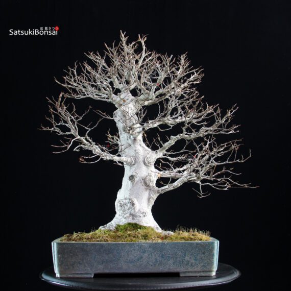 Fagus Crenata - Faggio - Buna - immagine 4