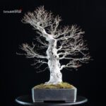 Fagus Crenata - Faggio - Buna - immagine 3