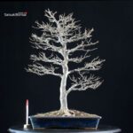 Acer Buergerianum - Kaede