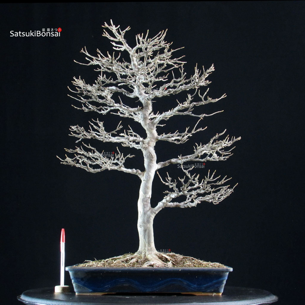 5871_1-Acer-buergerianum-kaede Acer Buergerianum - Kaede - immagine 1