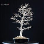 Acer Buergerianum - Kaede - immagine 2