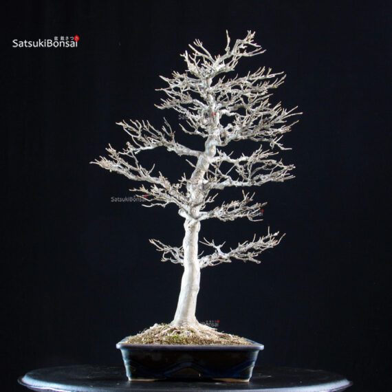 Acer Buergerianum - Kaede - immagine 2