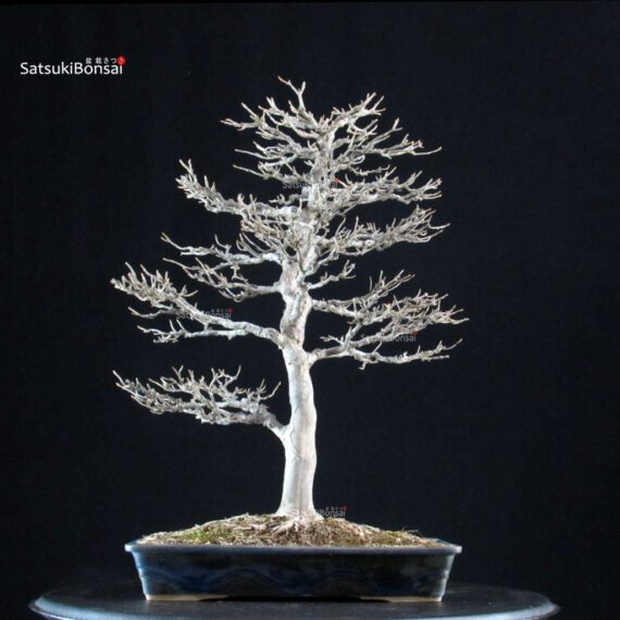 Acer Buergerianum - Kaede - immagine 4