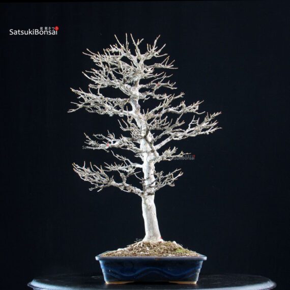 Acer Buergerianum - Kaede - immagine 3