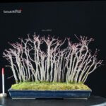 Acero palmato Yamamomiji